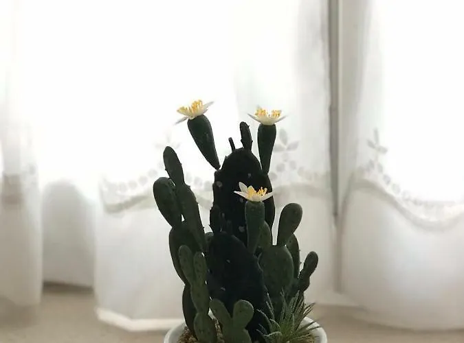 Апартаменты Center Roko *